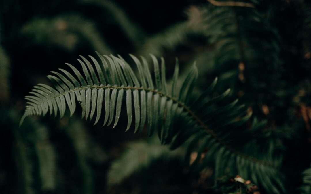 Reconciliation Is Not Forced But Felt